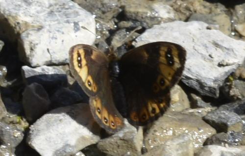Erebia epistygne